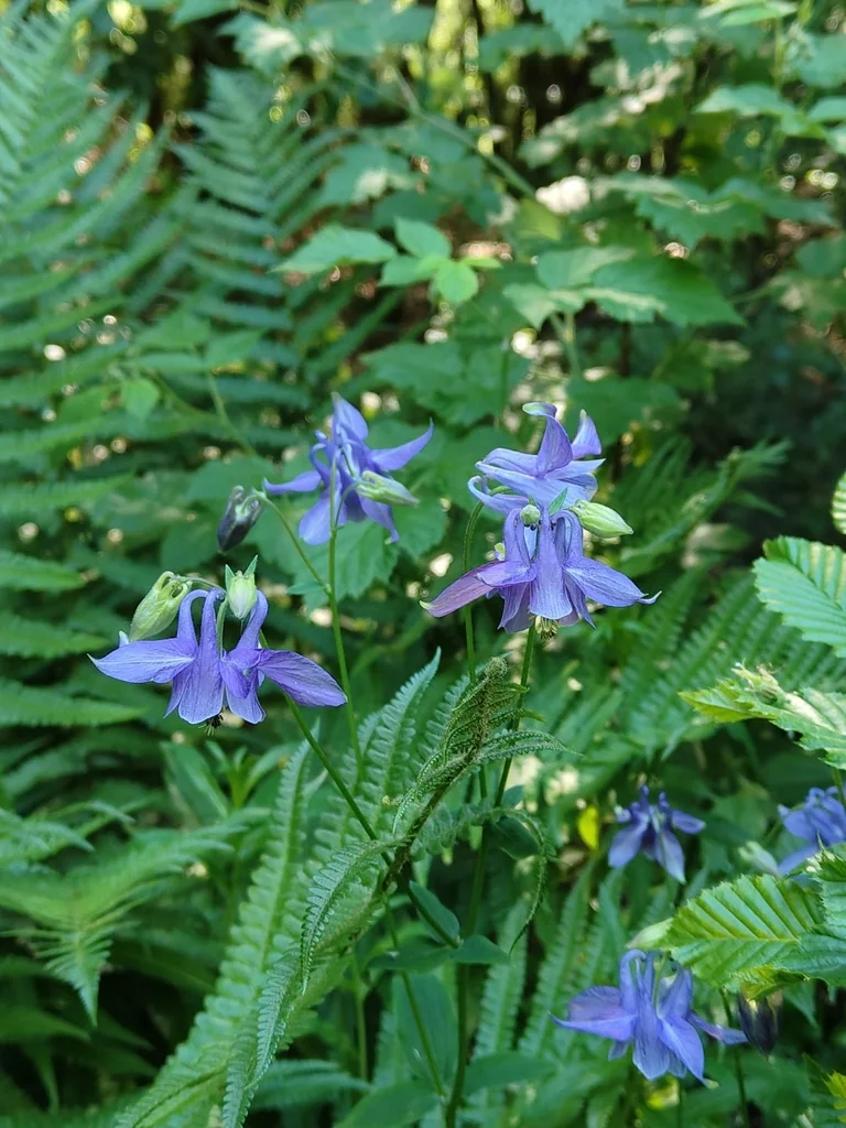 Aquilegia Vulgaris