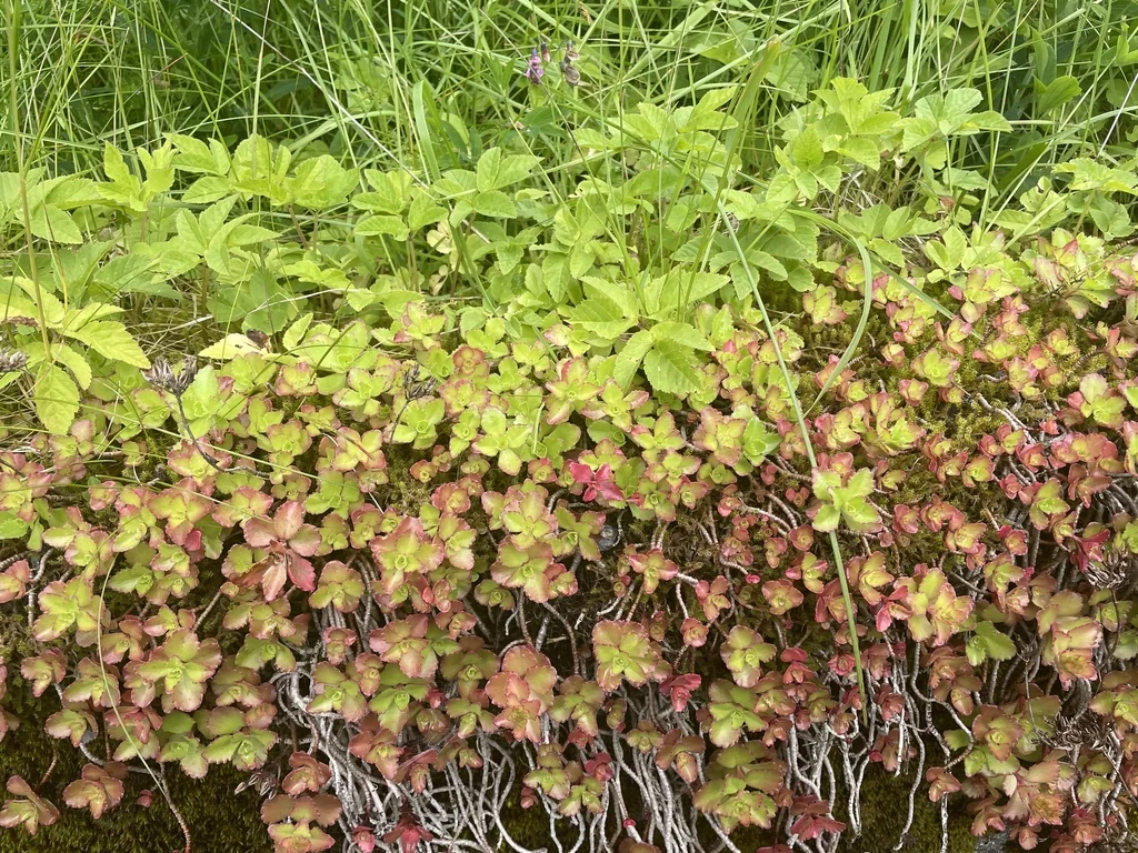 Sedum spurium