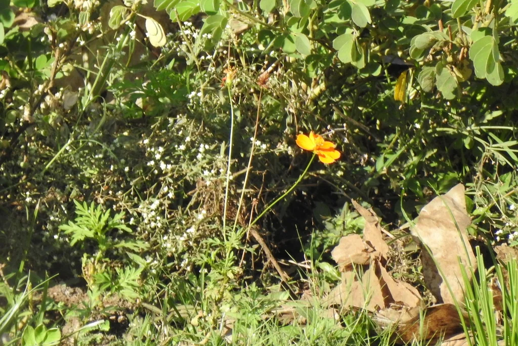 Cosmos Sulphureus