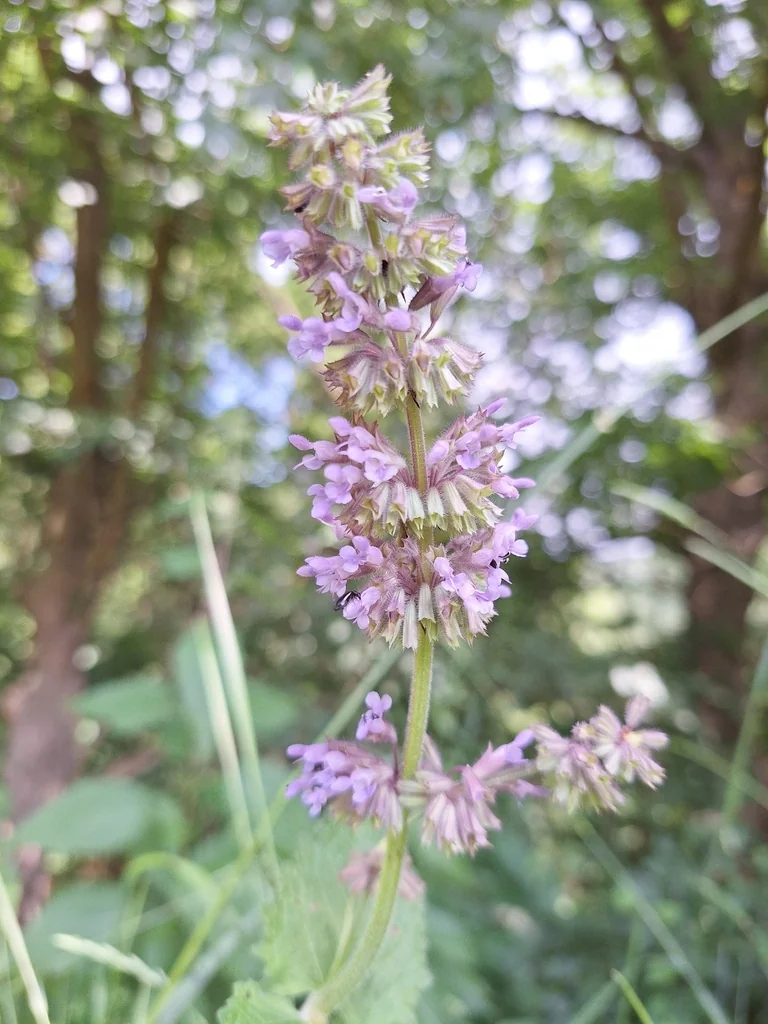 Salvia Verticillata