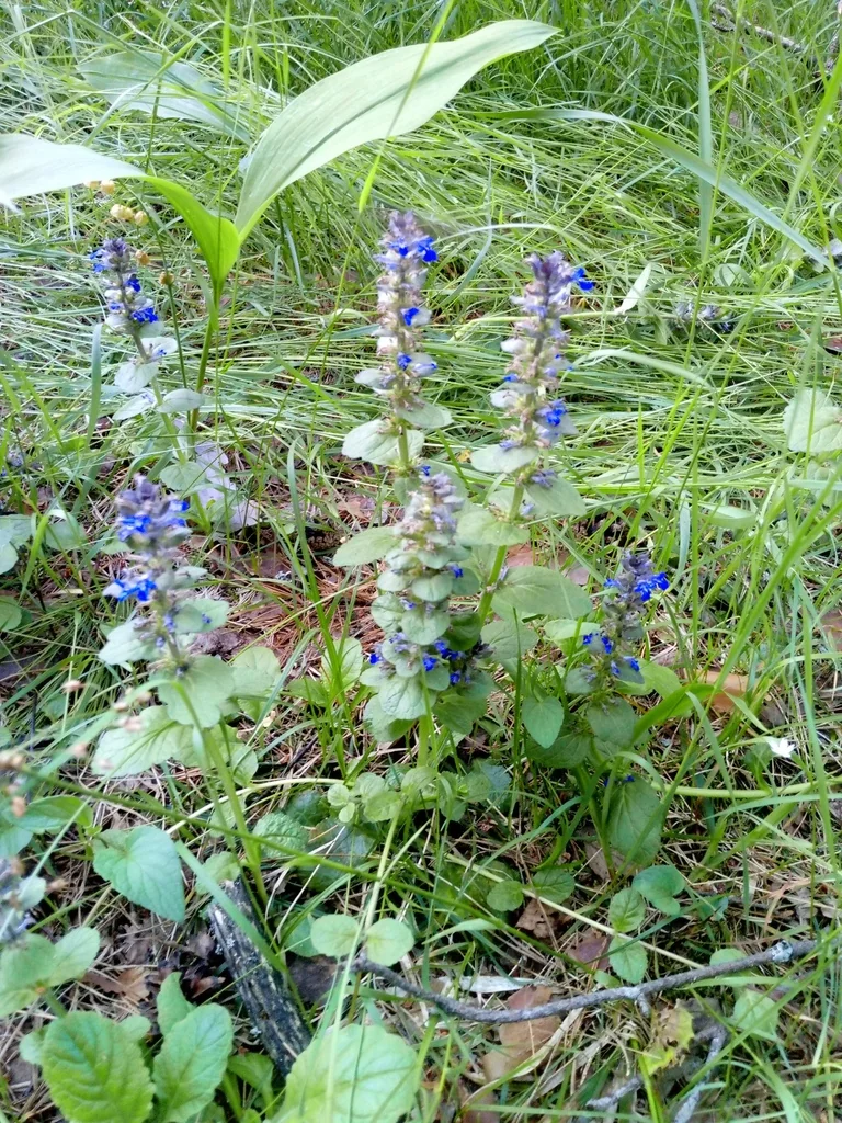 Ajuga Reptans