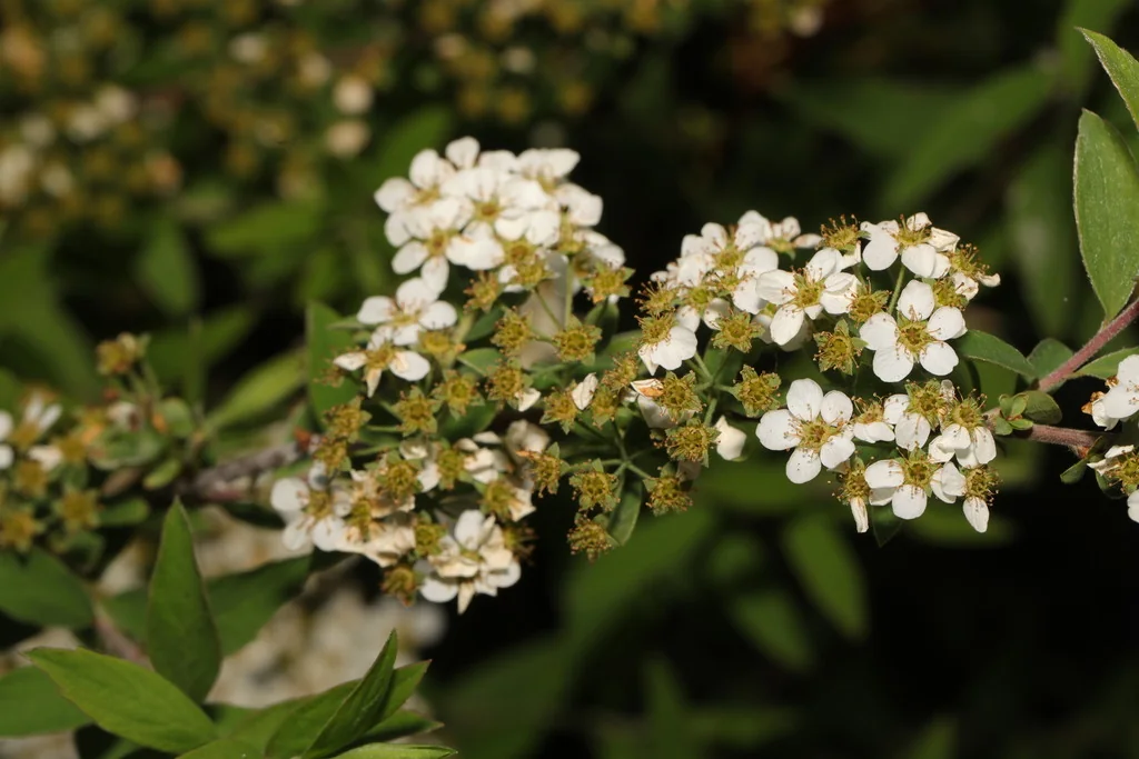 Spiraea Prunifolia