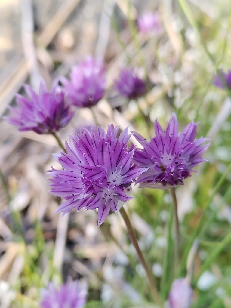 Allium Schoenoprasum
