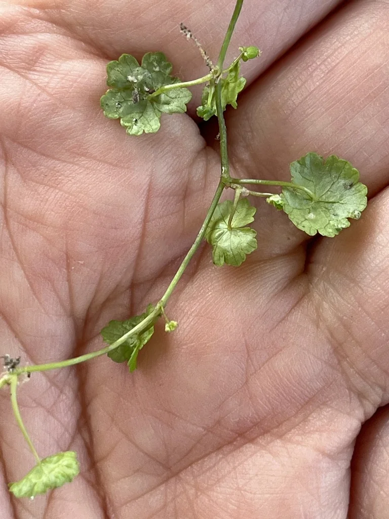 Hydrocotyle Sibthorpioides