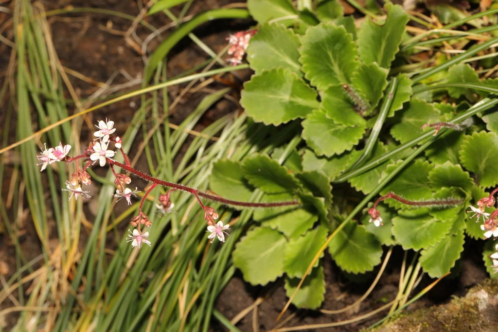 Saxifraga X Urbium