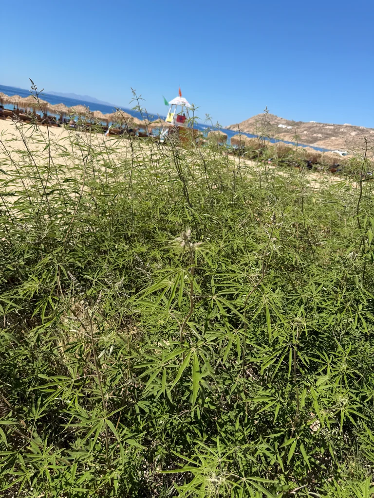 Vitex Agnus-Castus