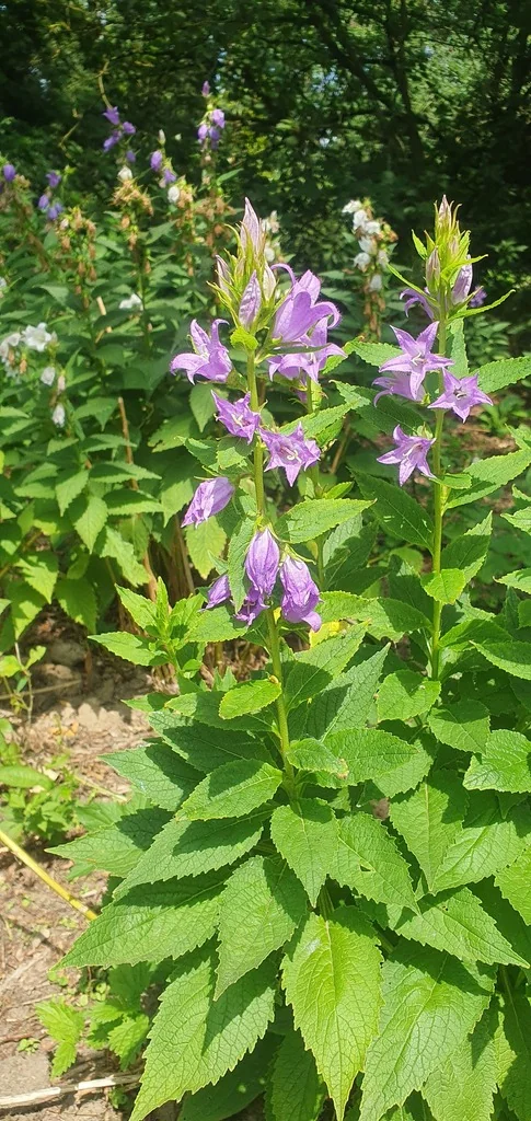 Campanula Latifolia