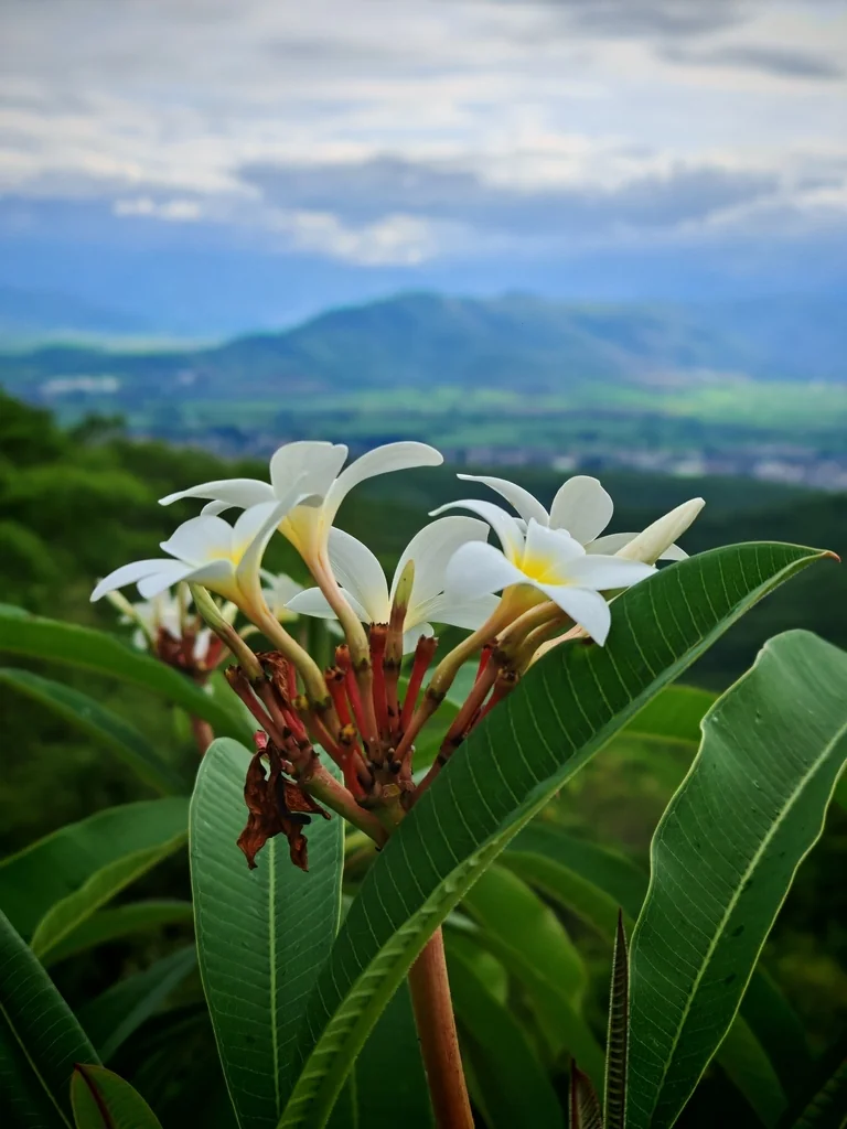 Plumeria Rubra
