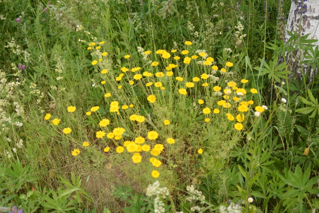 Anthemis Tinctoria
