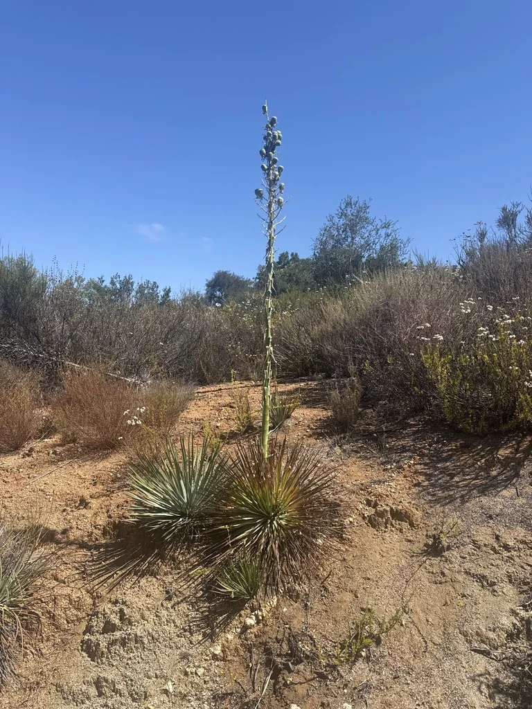 Yucca Whipplei