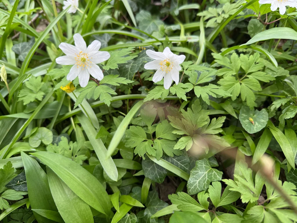 Anemone Nemorosa