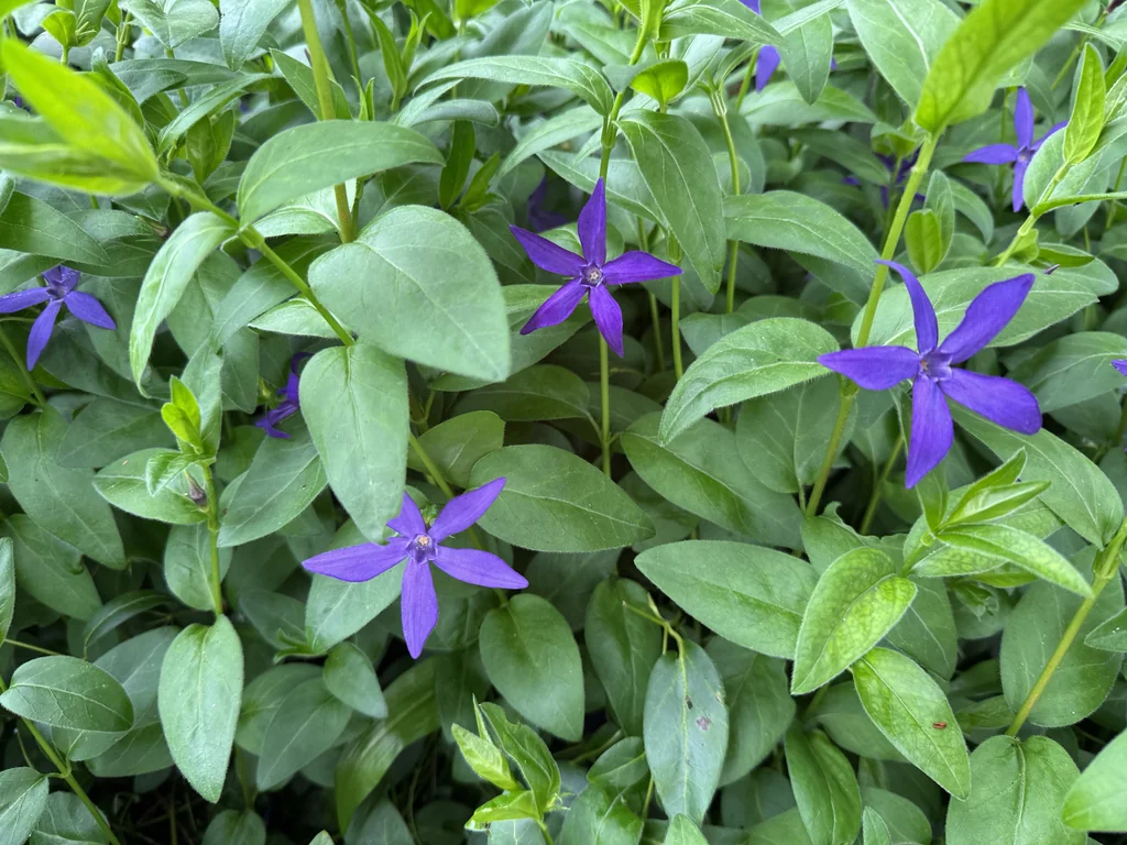 Vinca major