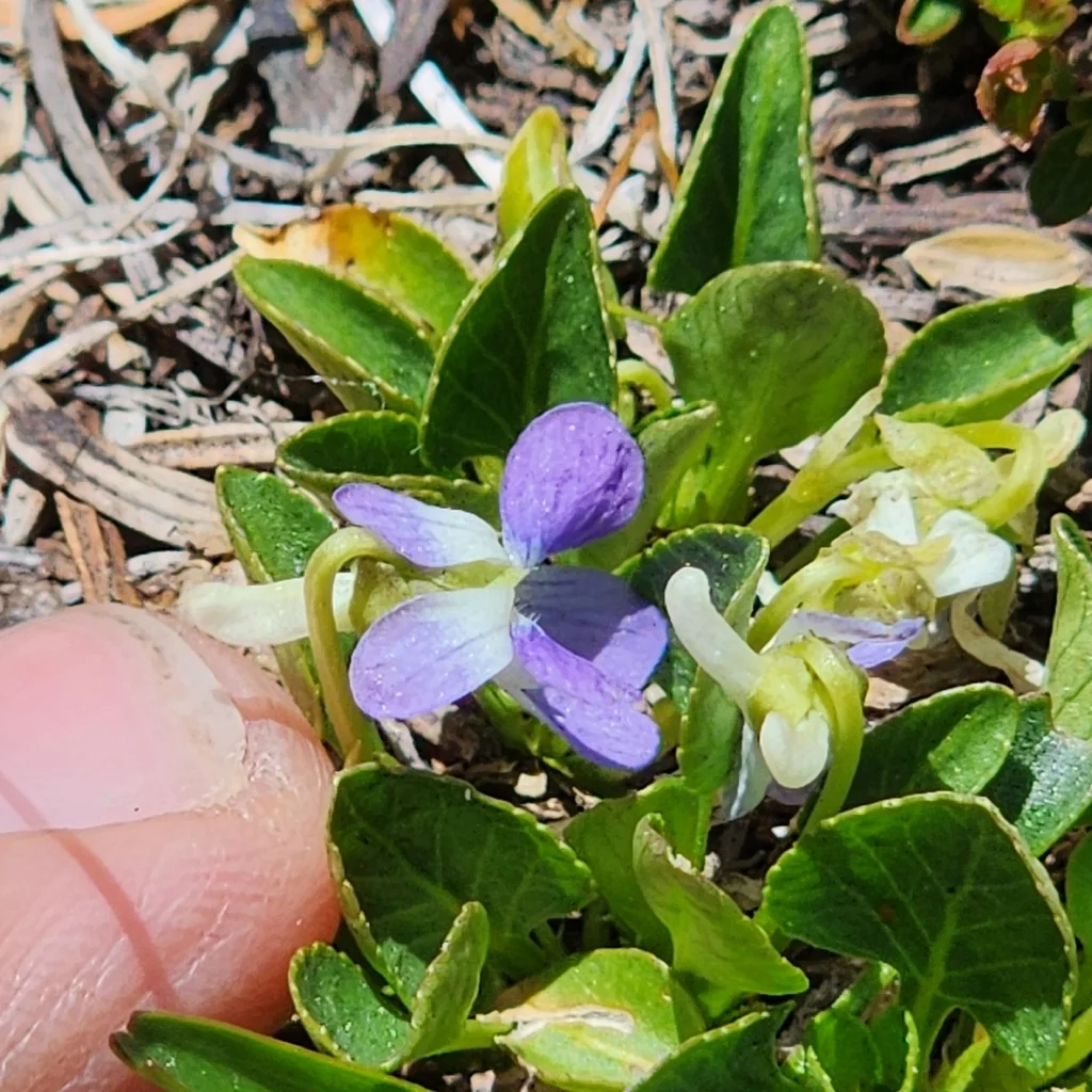 Viola Adunca