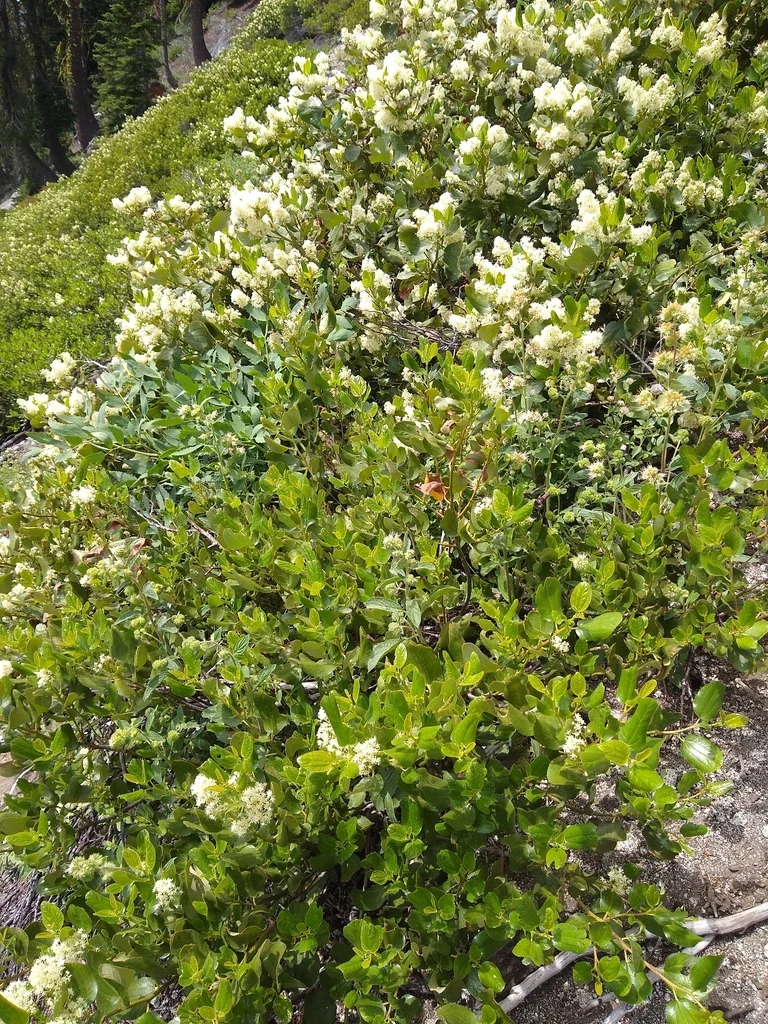 Ceanothus Velutinus