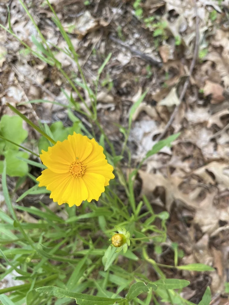 Coreopsis Lanceolata