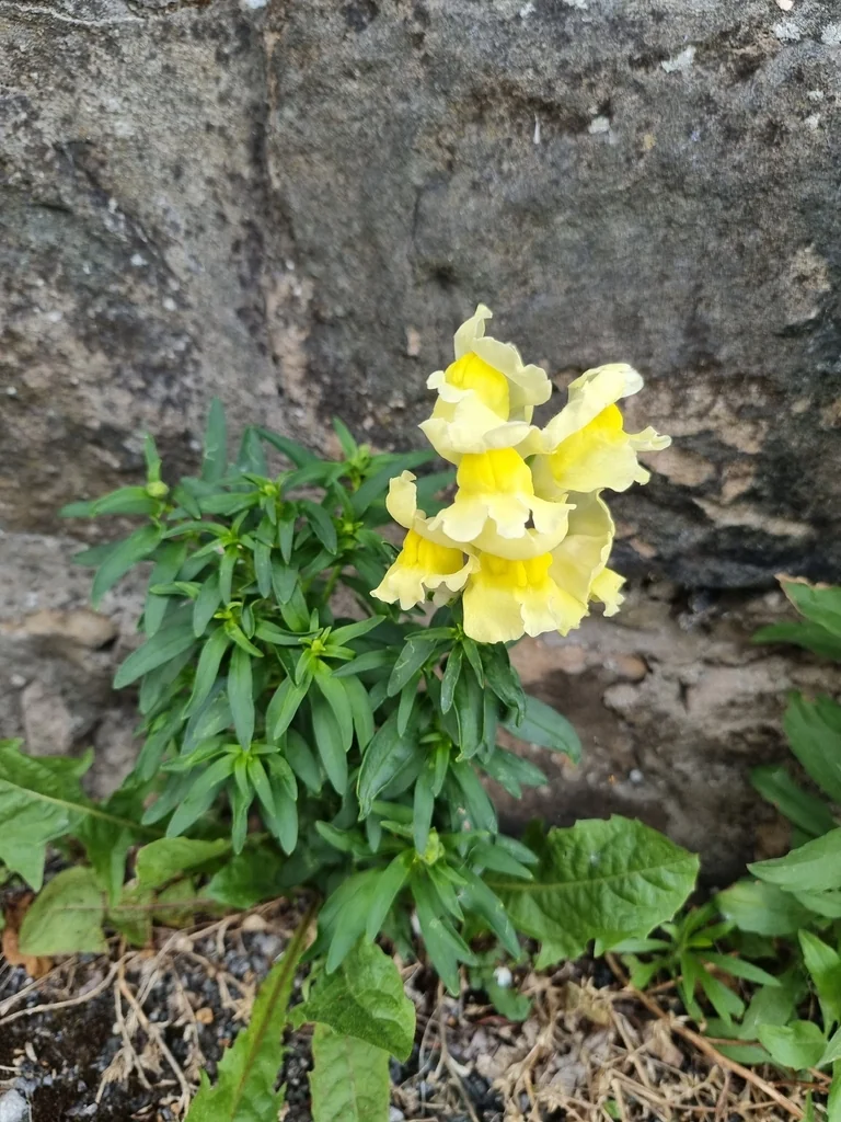 Antirrhinum Majus