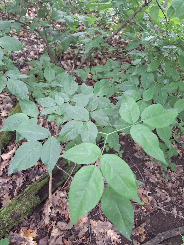 Staphylea Trifolia