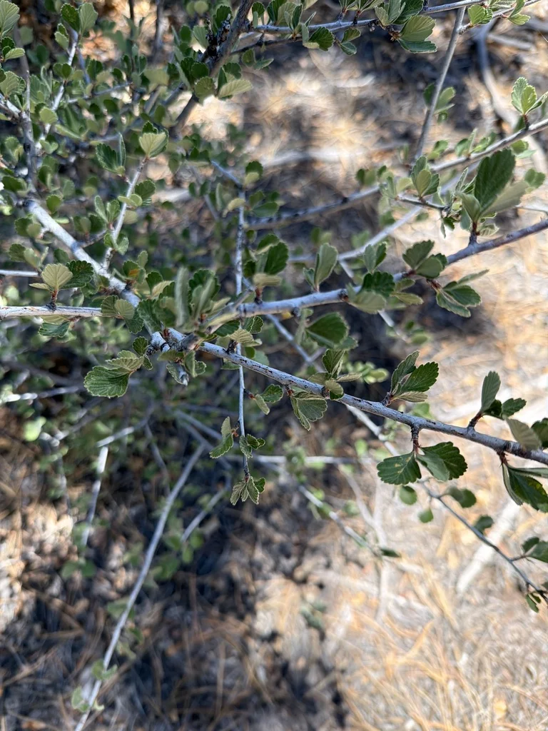 Cercocarpus Montanus