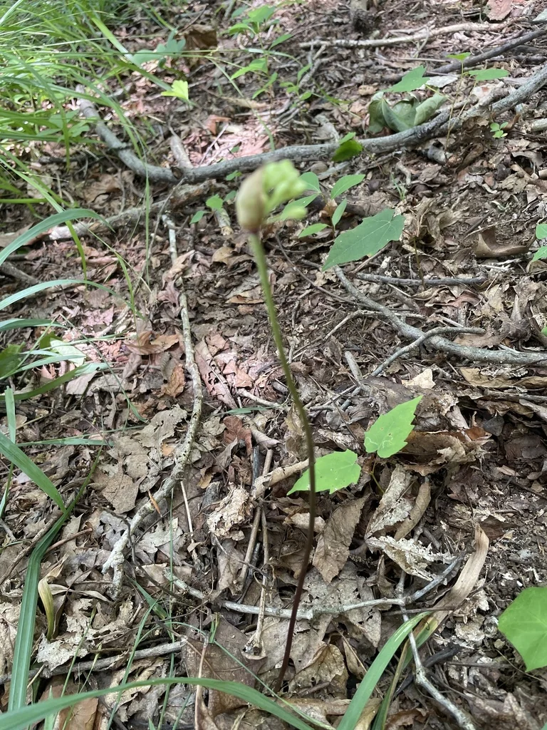 Allium Tricoccum