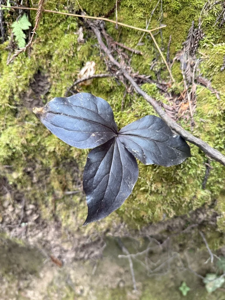 Trillium Ovatum