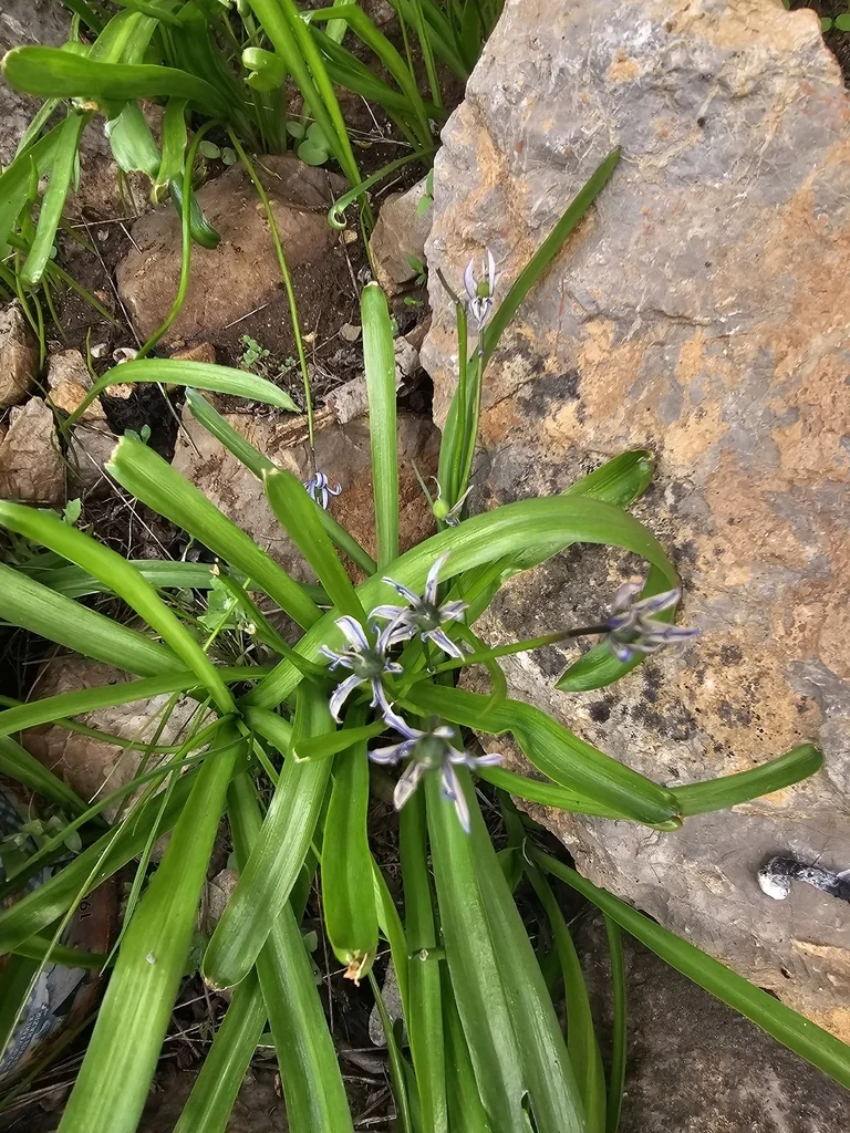 Scilla Siberica