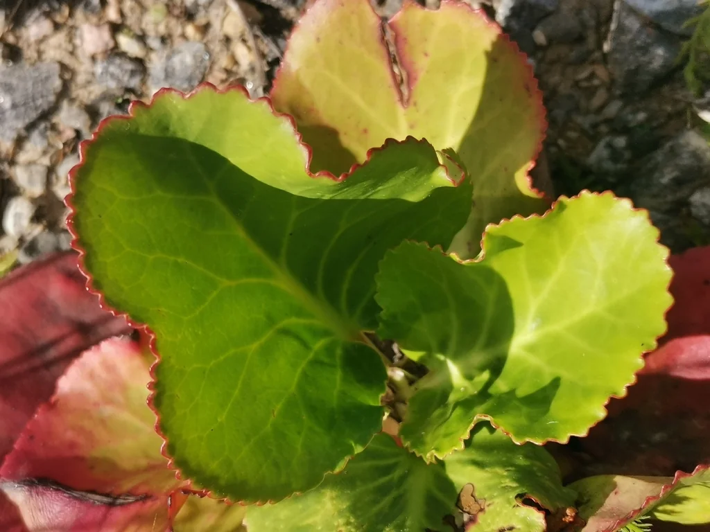 Bergenia Crassifolia
