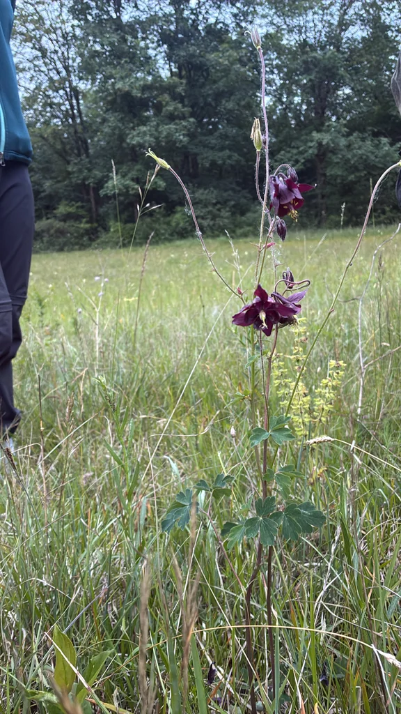 Aquilegia Vulgaris