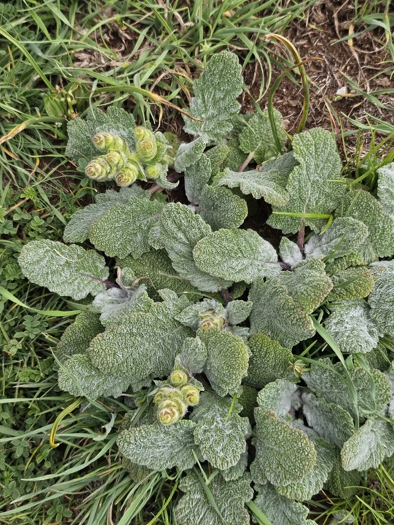 Salvia Sclarea