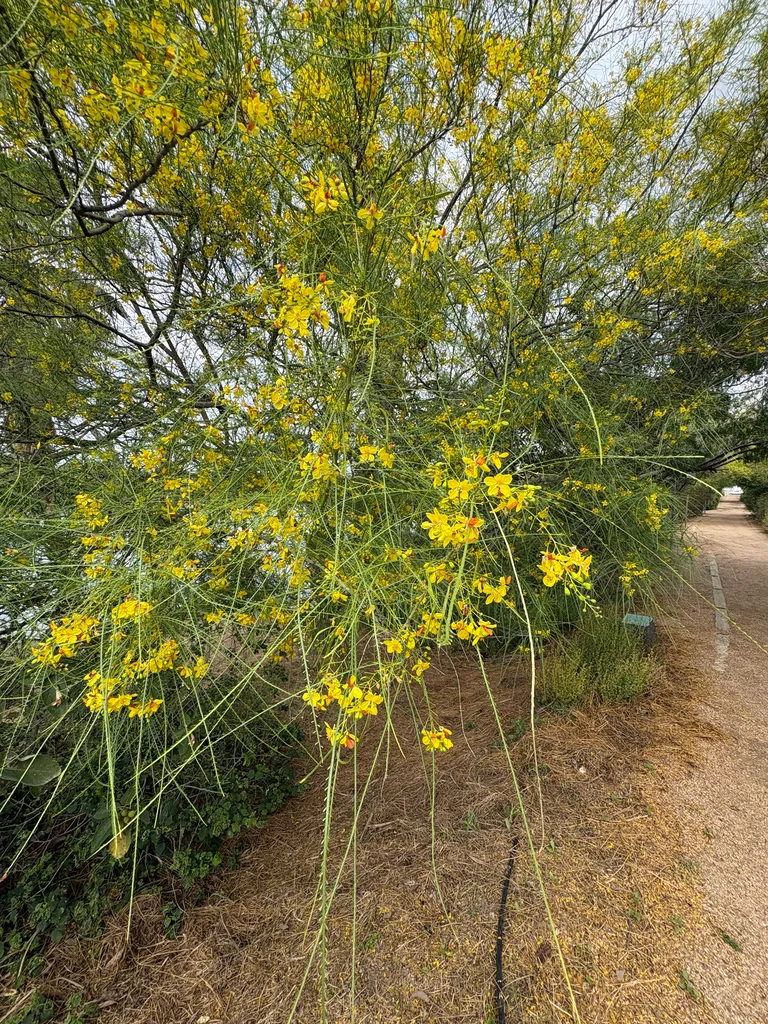 Parkinsonia Aculeata