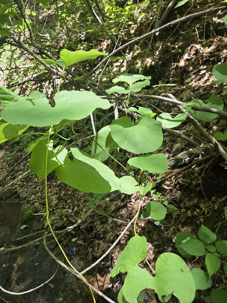 Aristolochia Durior