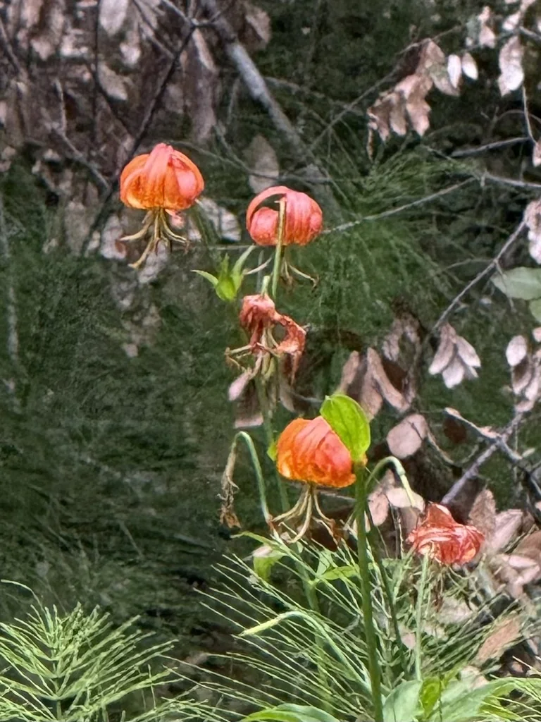 Lilium Pardalinum