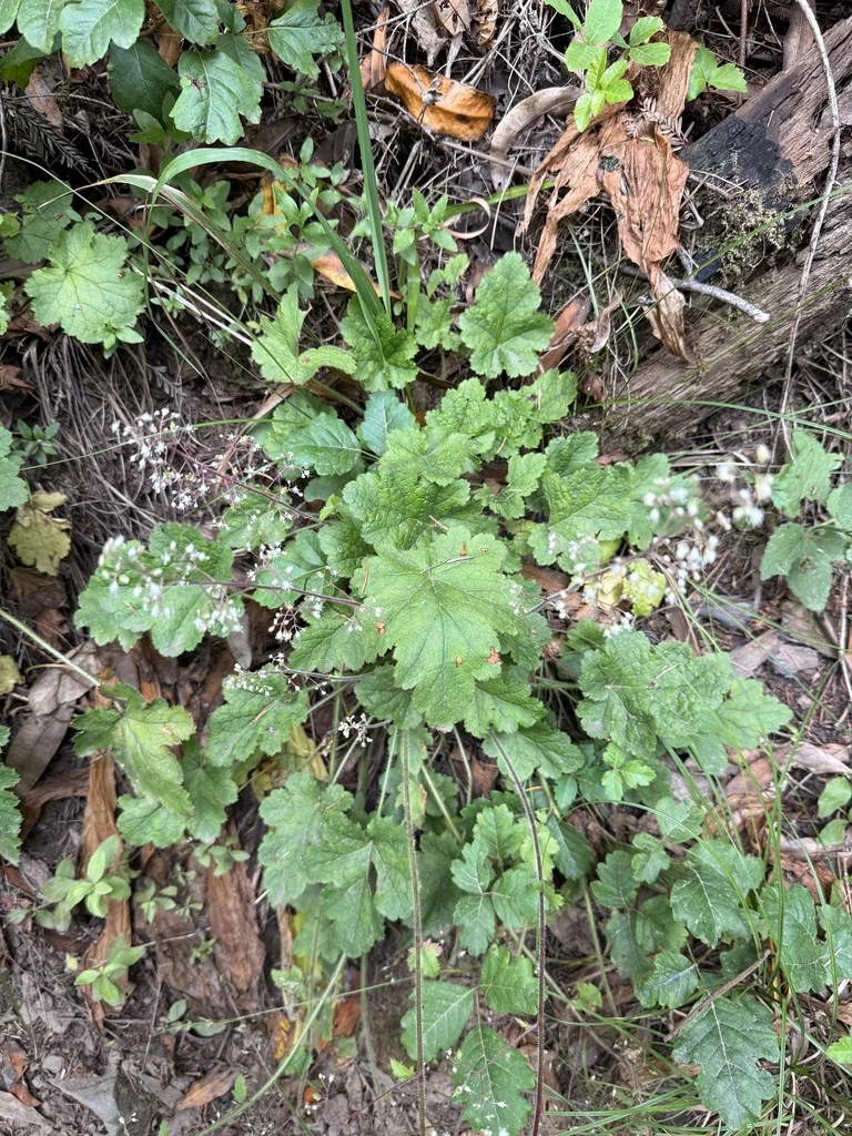 Heuchera Micrantha