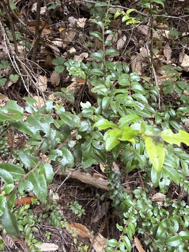 Vaccinium Ovatum