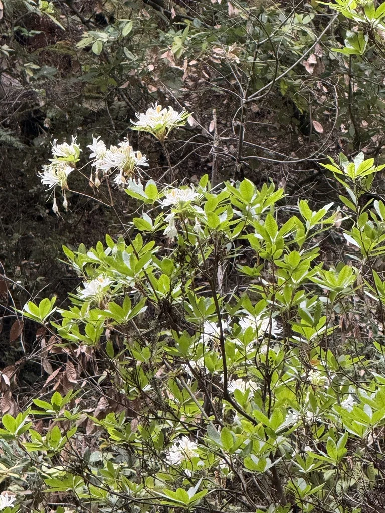 Rhododendron Occidentale