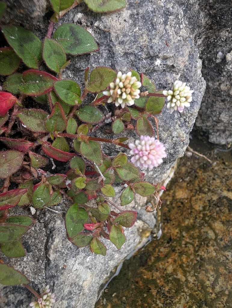 Persicaria Capitata