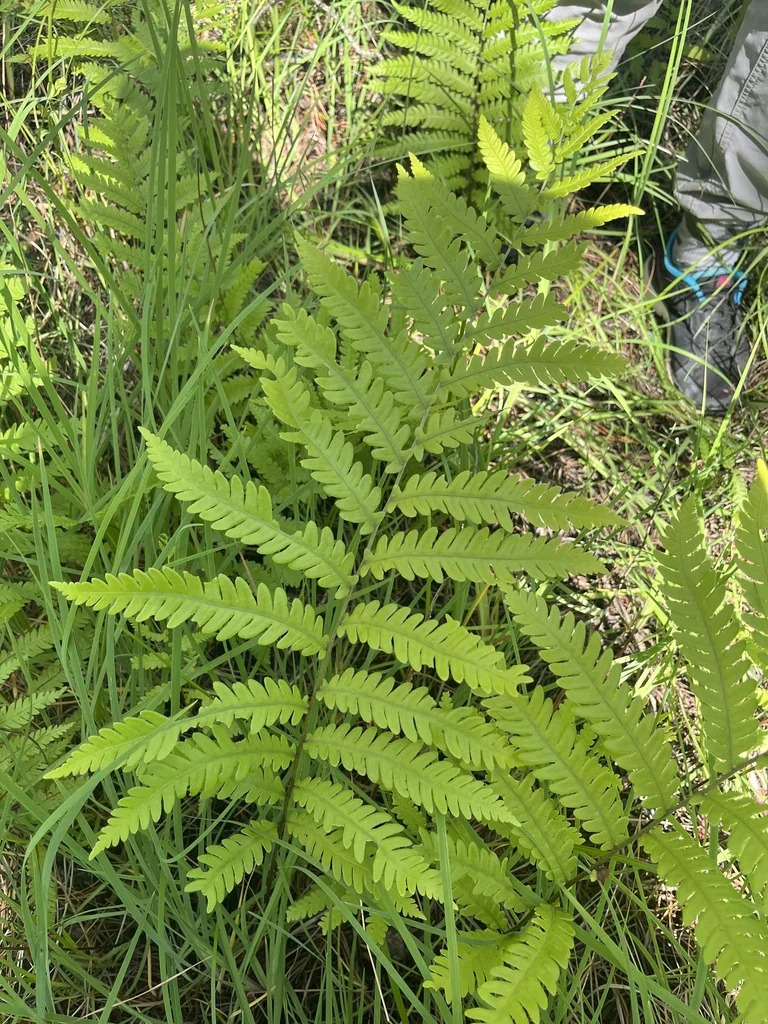 Woodwardia Virginica