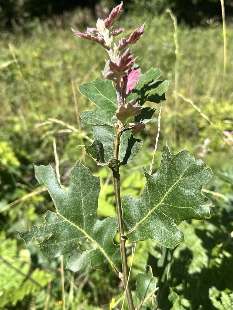 Quercus Kelloggii