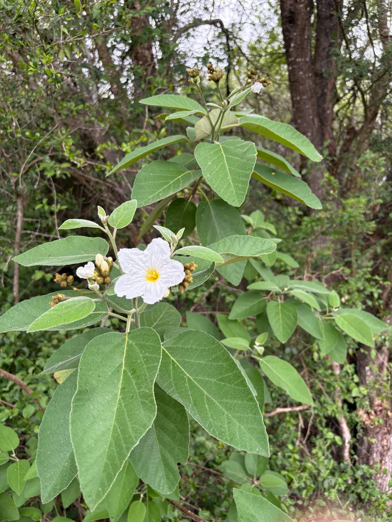Cordia Boissieri