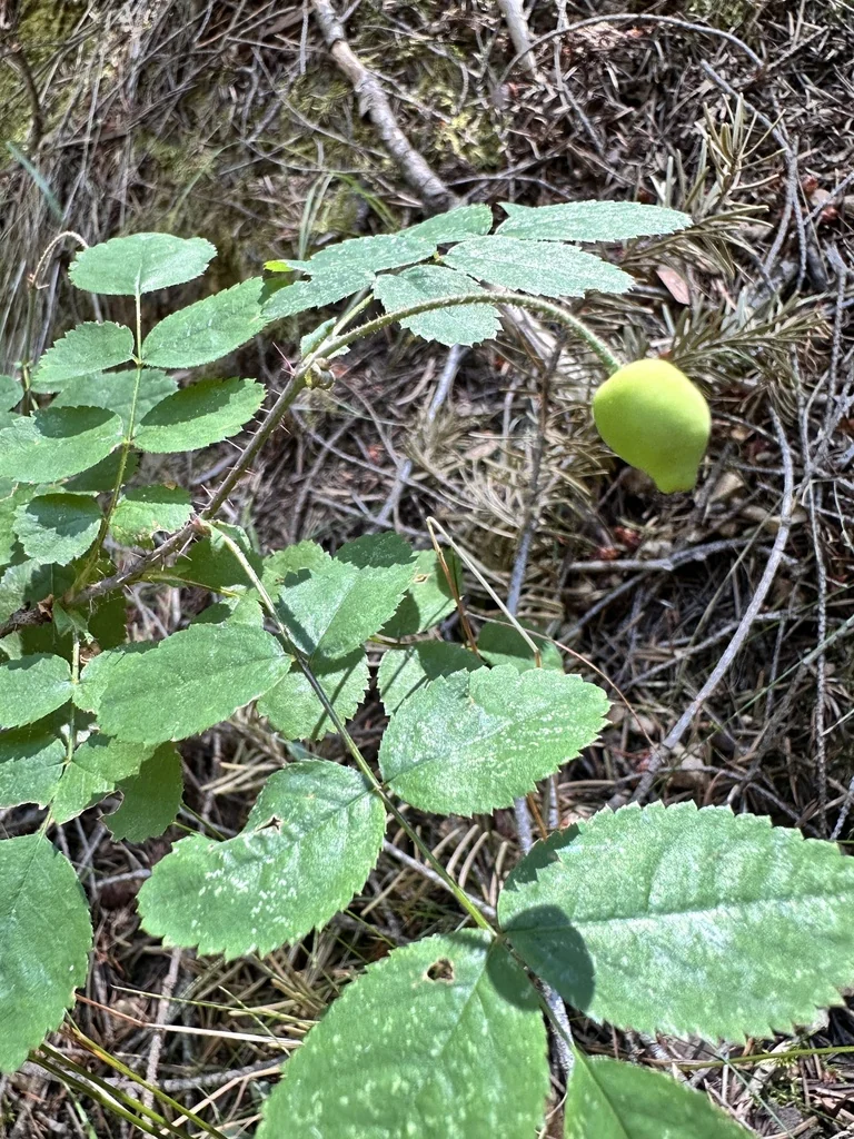 Rosa gymnocarpa