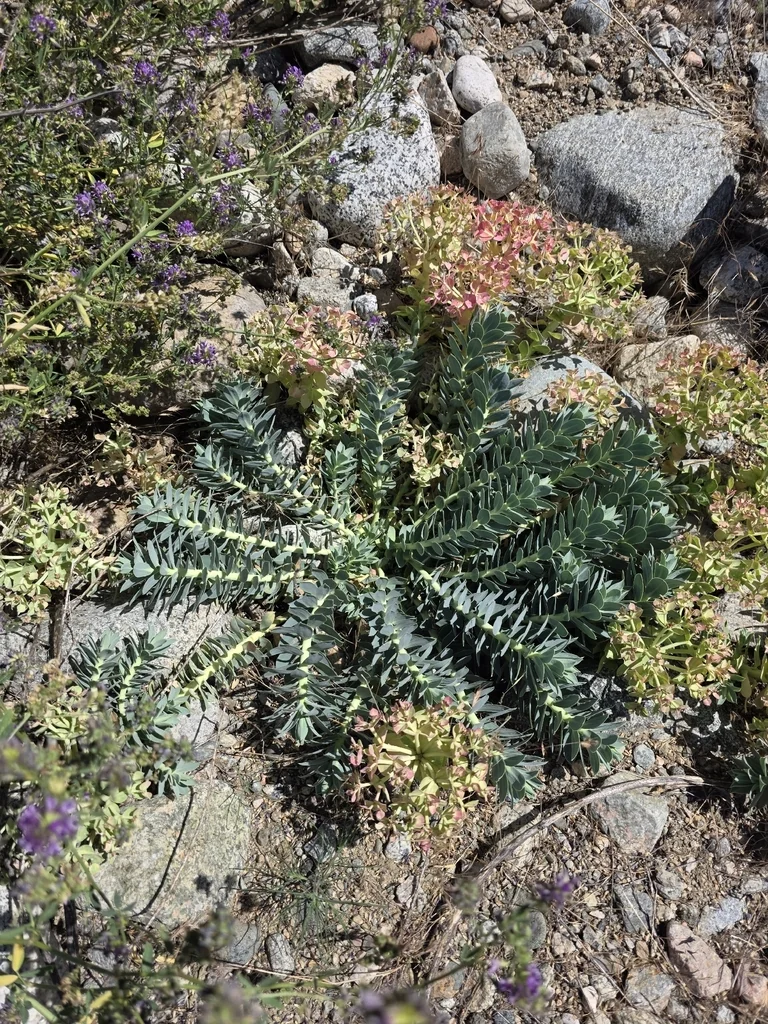 Euphorbia Myrsinites