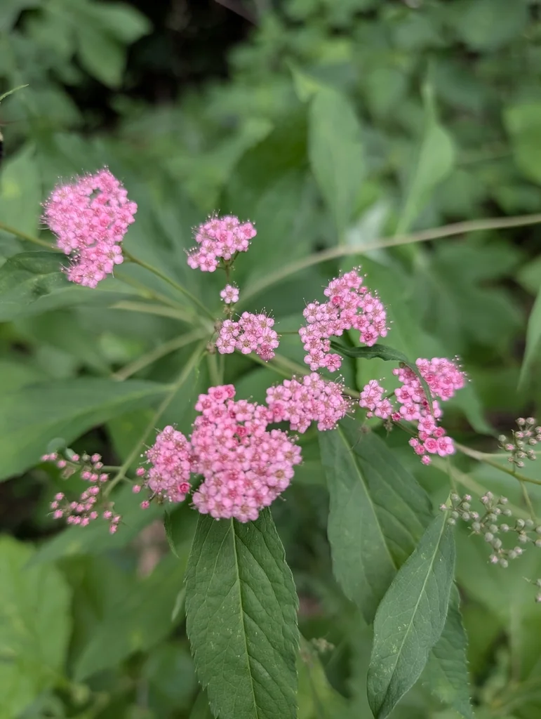 Spiraea japonica