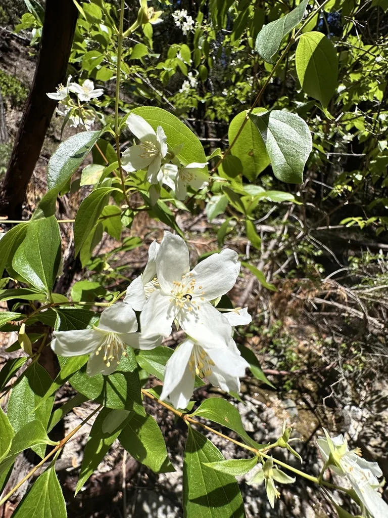 Philadelphus Lewisii