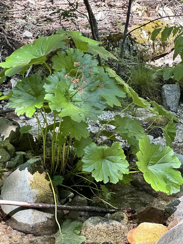 Darmera Peltata