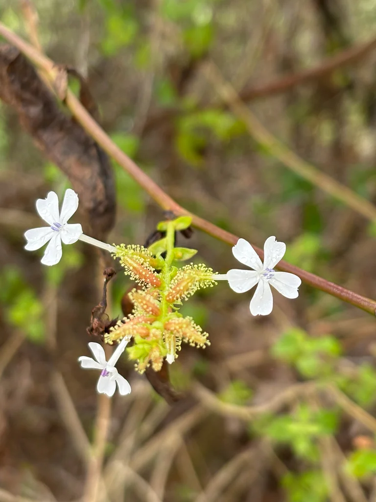 Plumbago Scandens
