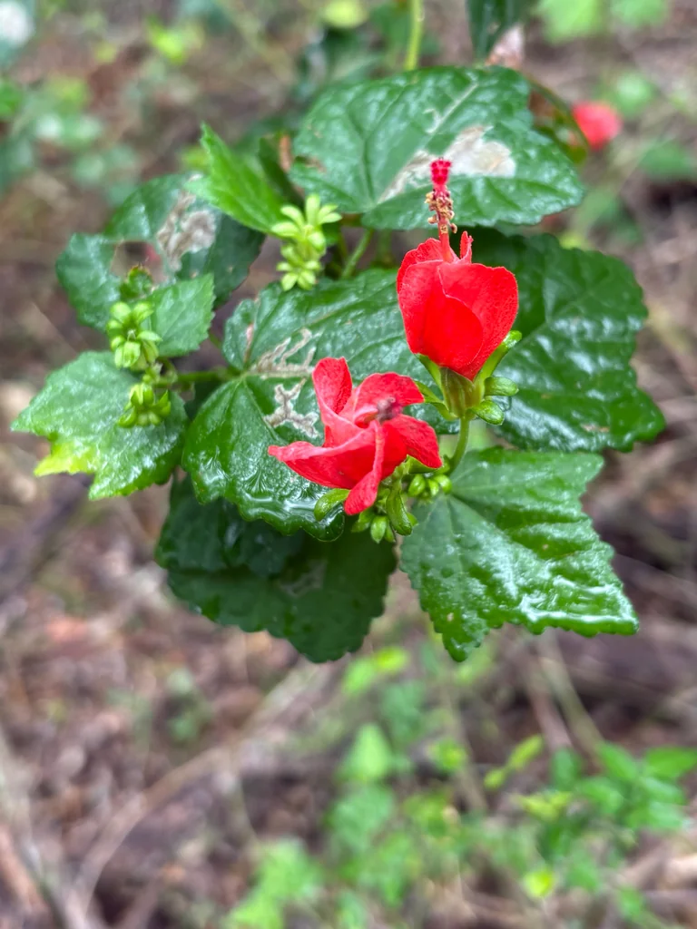 Malvaviscus Arboreus