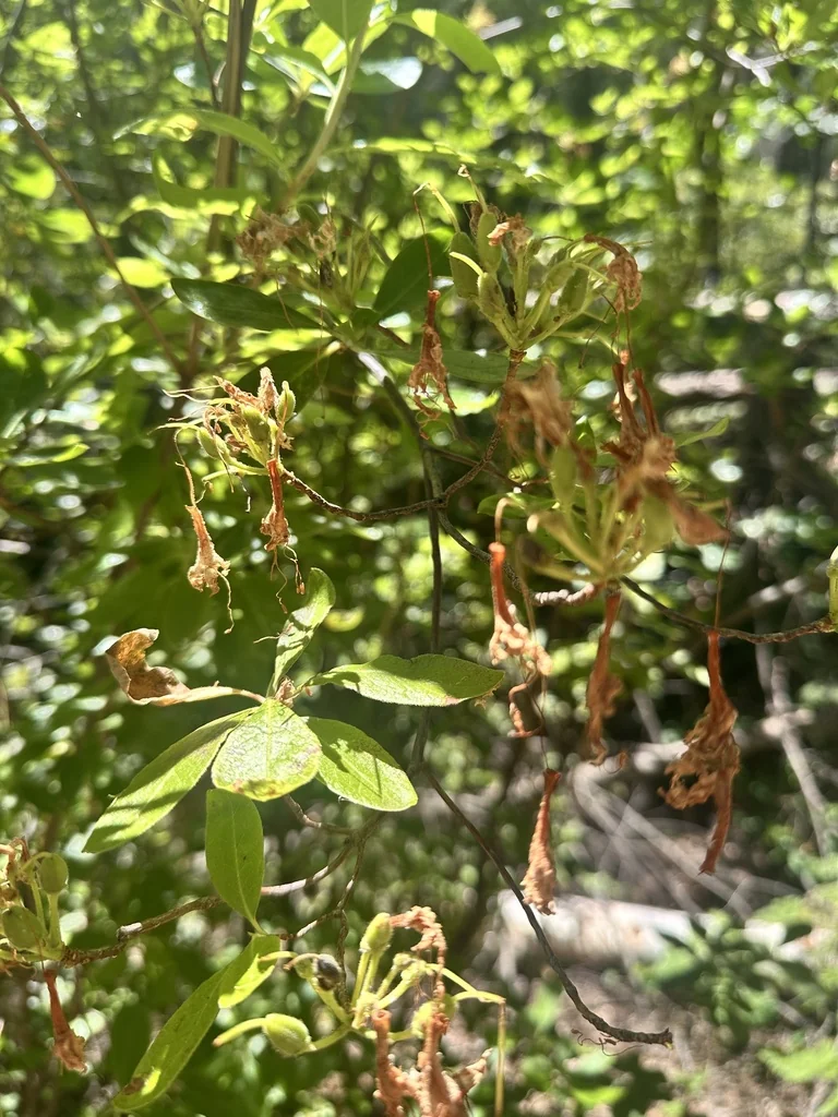 Rhododendron Occidentale
