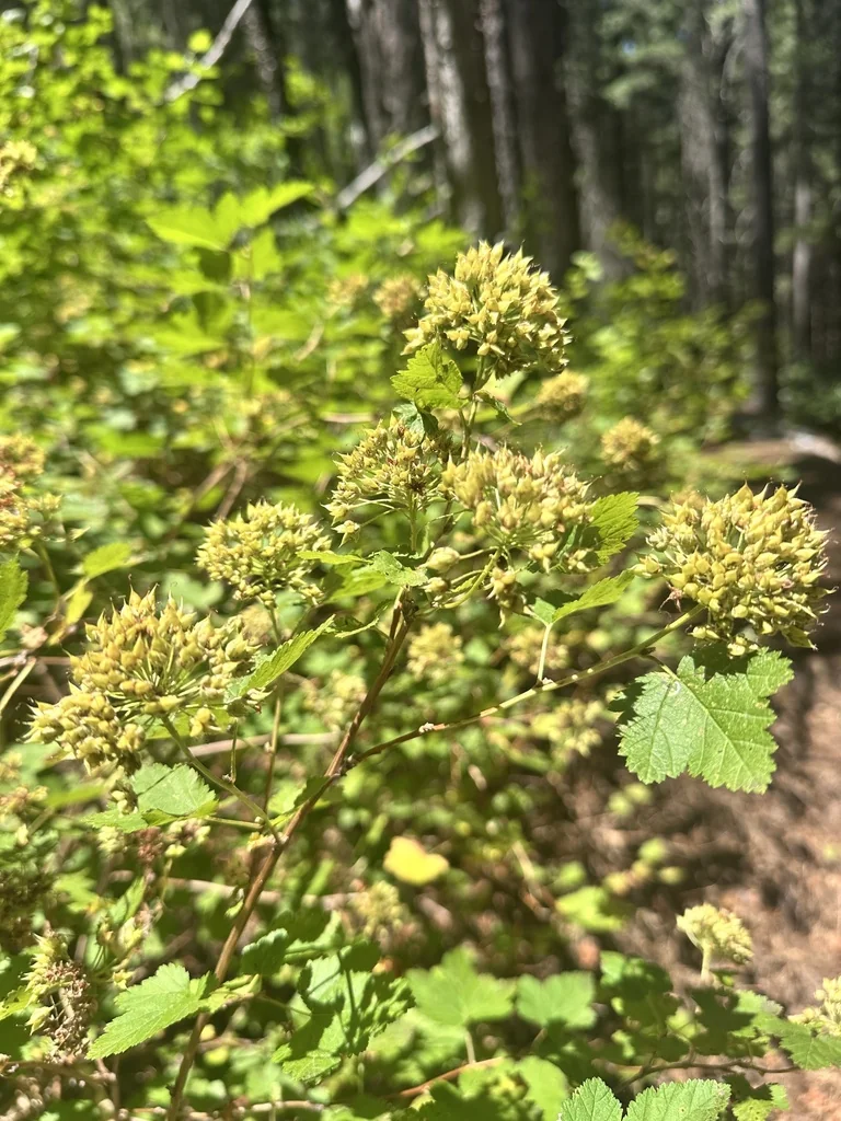 Physocarpus Capitatus