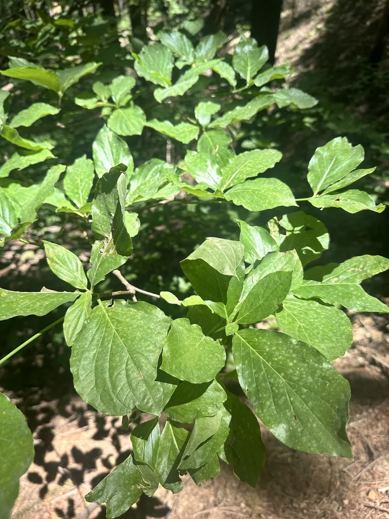 Cornus Nuttallii