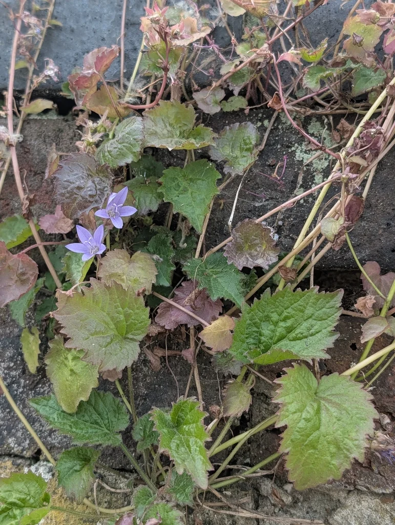 Campanula Poscharskyana