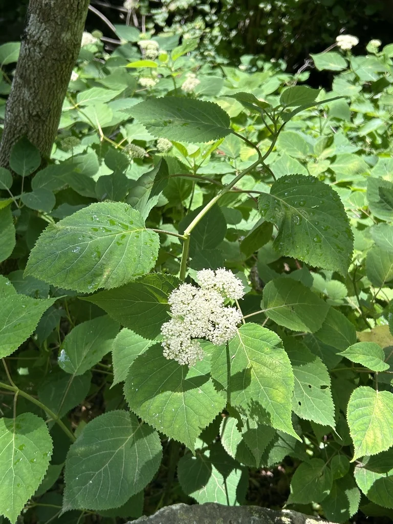 Hydrangea arborescens